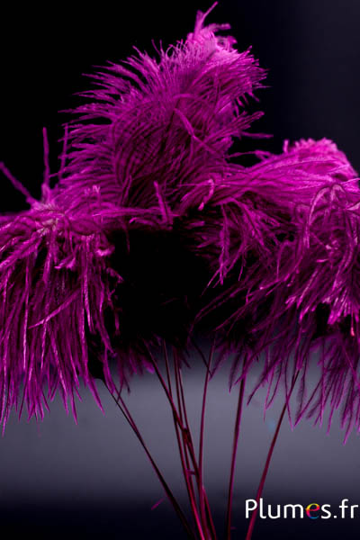 Panicule autruche - 35-40 cm - fuchsia-gris naturel